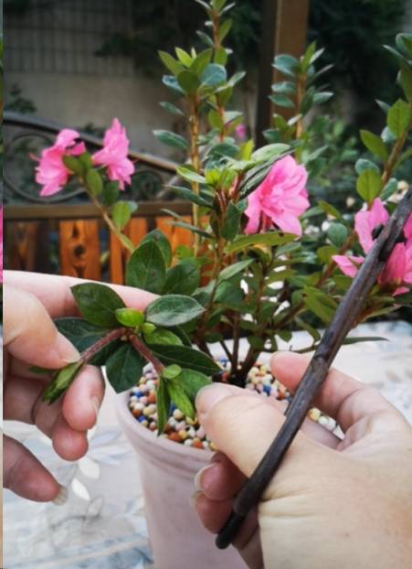 蓝妖:安酷杜鹃养殖要点与修剪方法,新手也能轻松养爆杜鹃花!