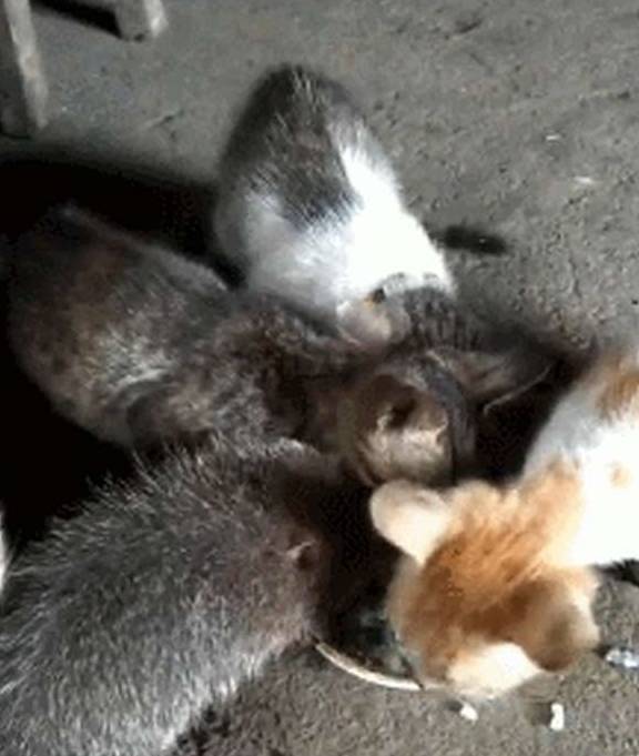 体型网友上山带回一只竹鼠养，谁想几个月后，竹鼠成功打入猫咪内部