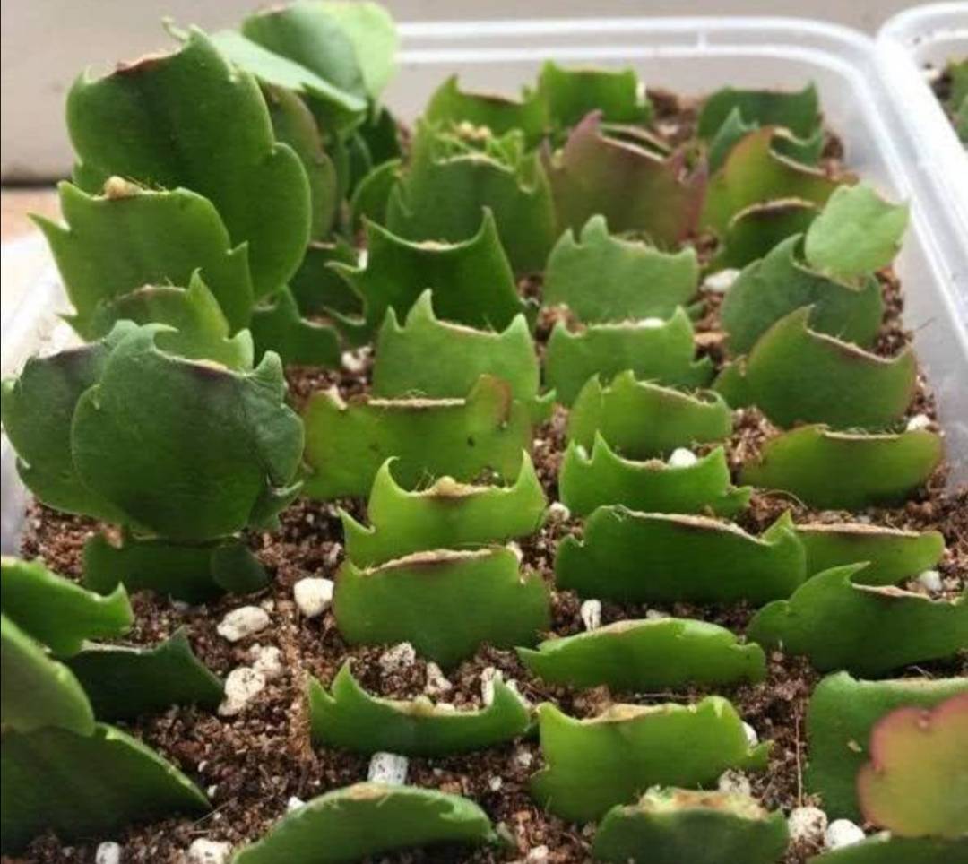 冬天也能扦插5种花,插穗不腐烂,更容易成活!_繁殖