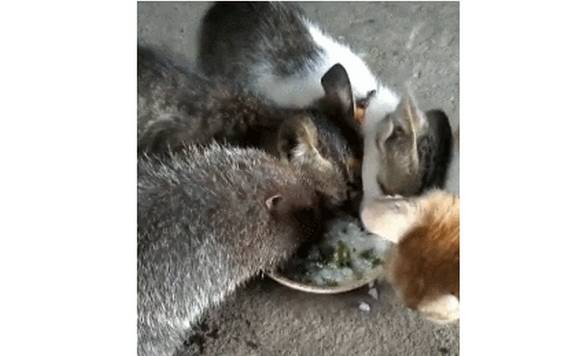 体型网友上山带回一只竹鼠养，谁想几个月后，竹鼠成功打入猫咪内部