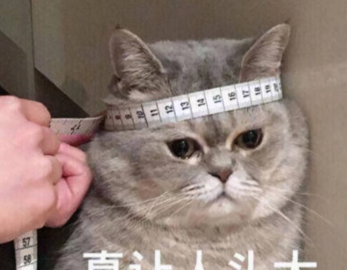 名字资深铲屎官建议：新手养猫，千万不要养这5种猫