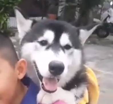 宠物儿子说带二哈去玩会，没多久却引起街坊围观爆笑，出来一看傻眼了