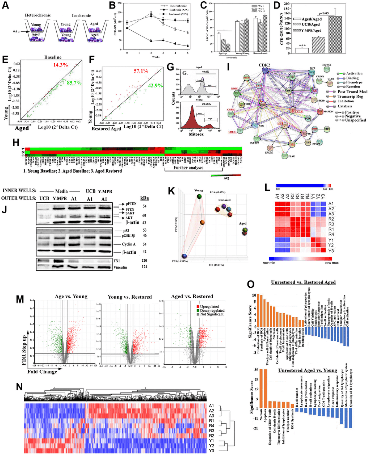 血液|富豪换血实验被超越？《Aging》： 年轻细胞可逆转老年造血功能