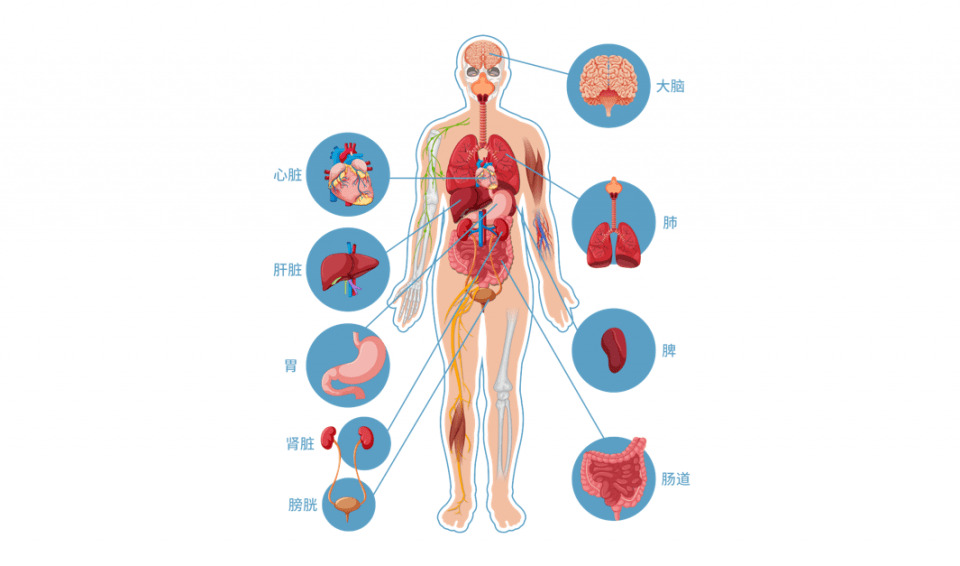 人体六大系统结构图图片