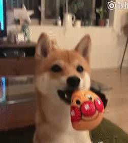 玩具嫉妒使狗狗面目全非！