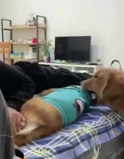 玩具嫉妒使狗狗面目全非！