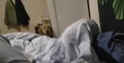 玩具嫉妒使狗狗面目全非！