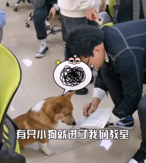 无可男生给误入教室的柯基讲课