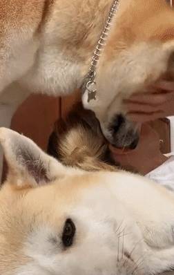 玩具嫉妒使狗狗面目全非！