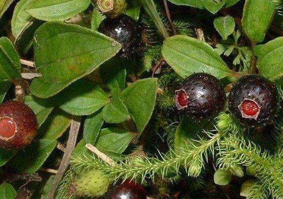 第四,消肿祛斑,活血止血地稔子的营养元素可以有效的补充皮肤营养,起