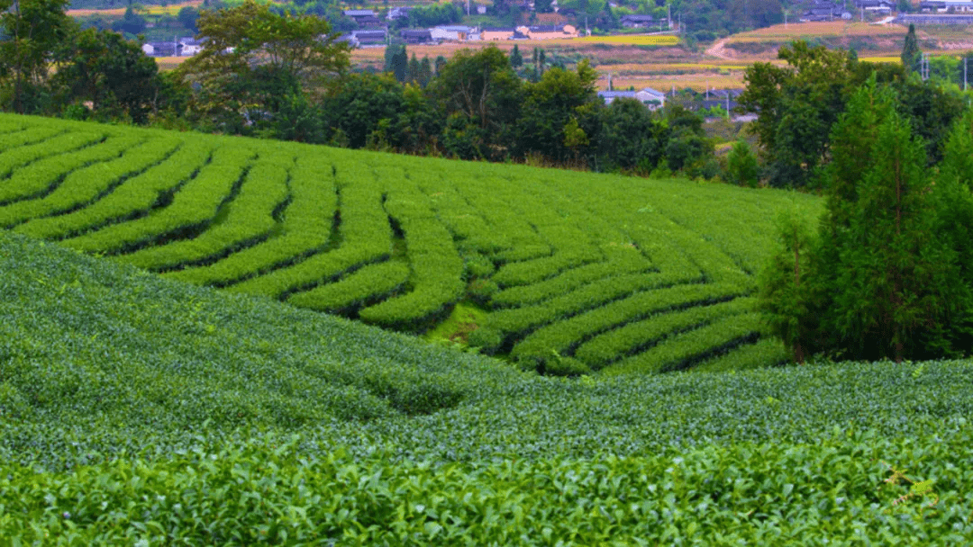 茶园|乡村游丨火山秘境山茶之乡马站