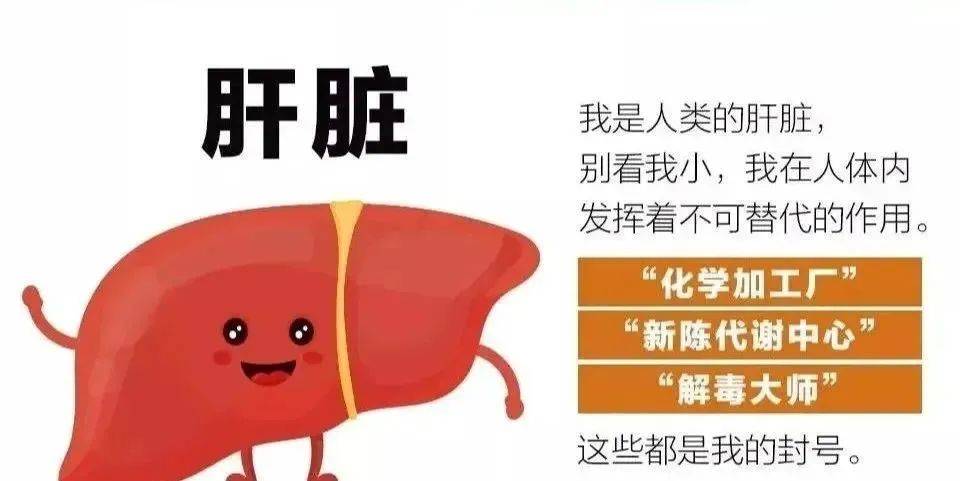 肝脏|肝脏疾病找上门,还在“香烟酒杯”不离手?