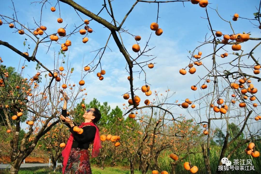 抓住這短暫大美秋景,恭城月柿紅透了,親們!快來打卡吧!_天氣