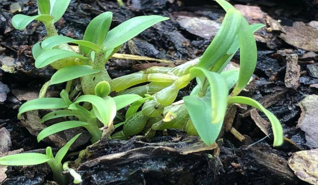 从中医角度解说石斛在新冠肺炎防治中的作用