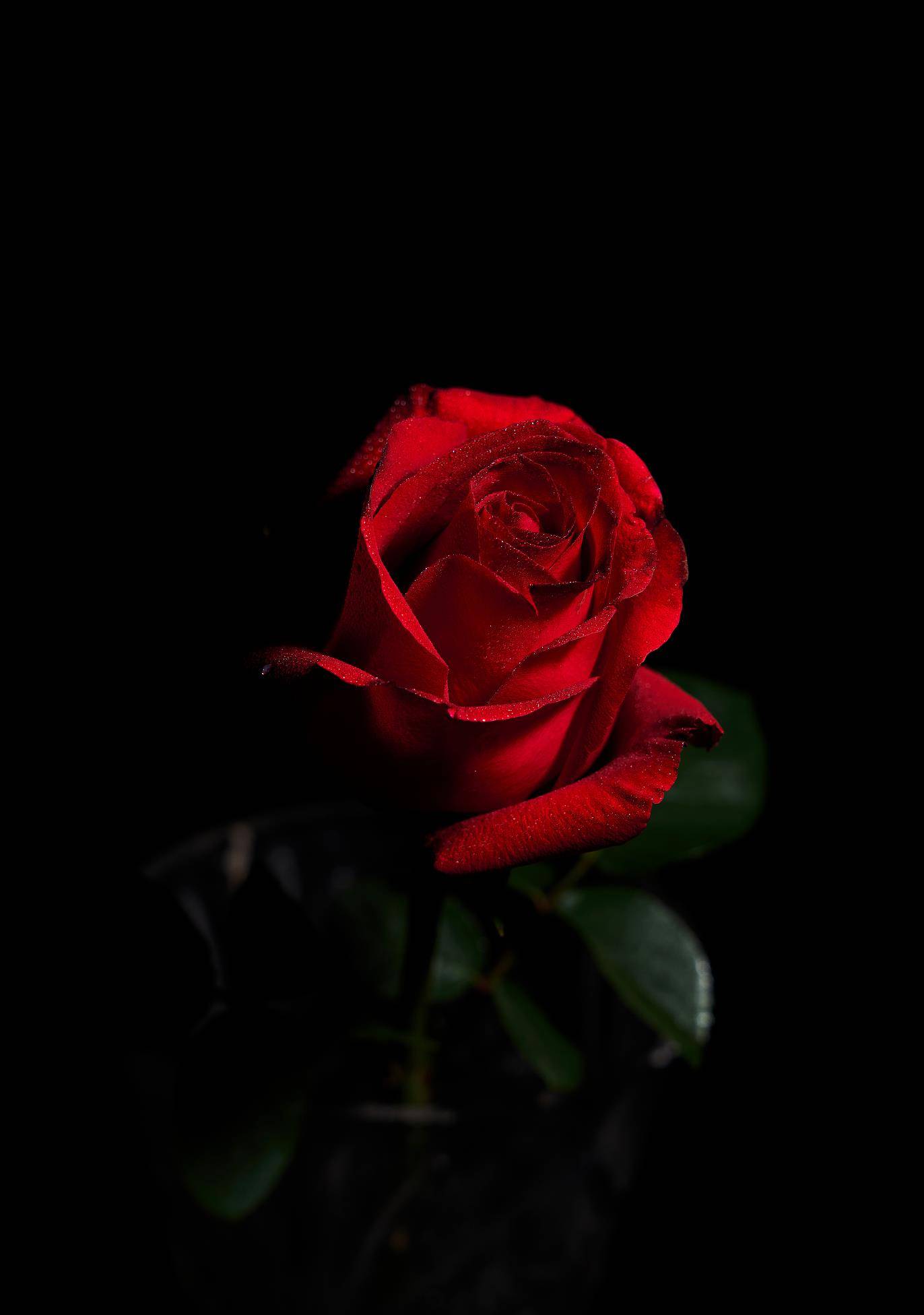 处女座的爱情,安静带刺的玫瑰花,寒冰下孤独燃烧的火焰