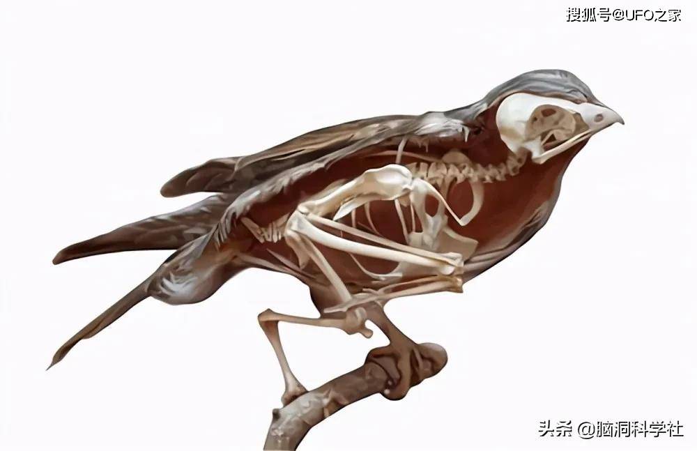 为什么鸟的骨骼是中空的?很多人的认识或许是错误的_搜狐网