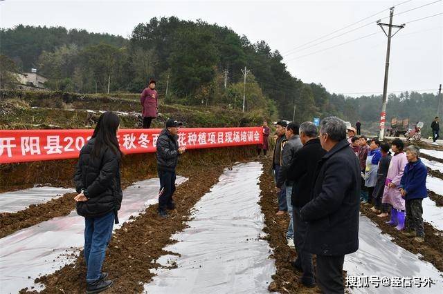 开阳县农业农村局开展秋冬西兰花种植技术培训(图1)