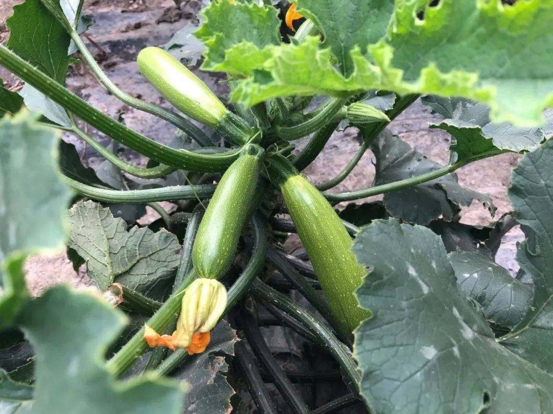 种植西葫芦如何施肥