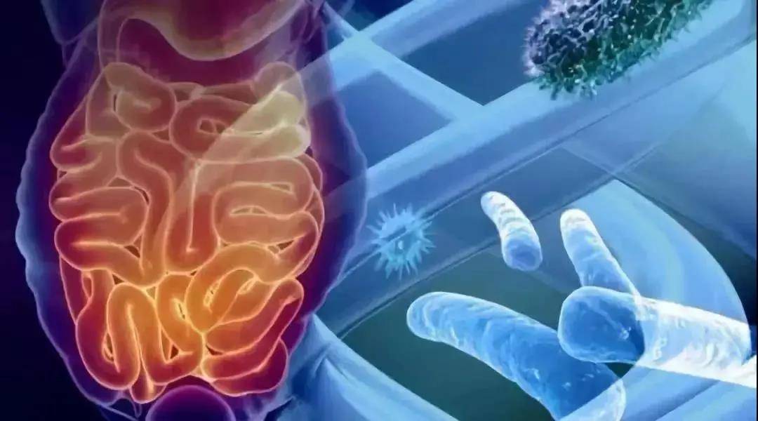 毒素|人体的清道夫——肠道菌群，喝富氢水可调节改-宝斋缘富氢水