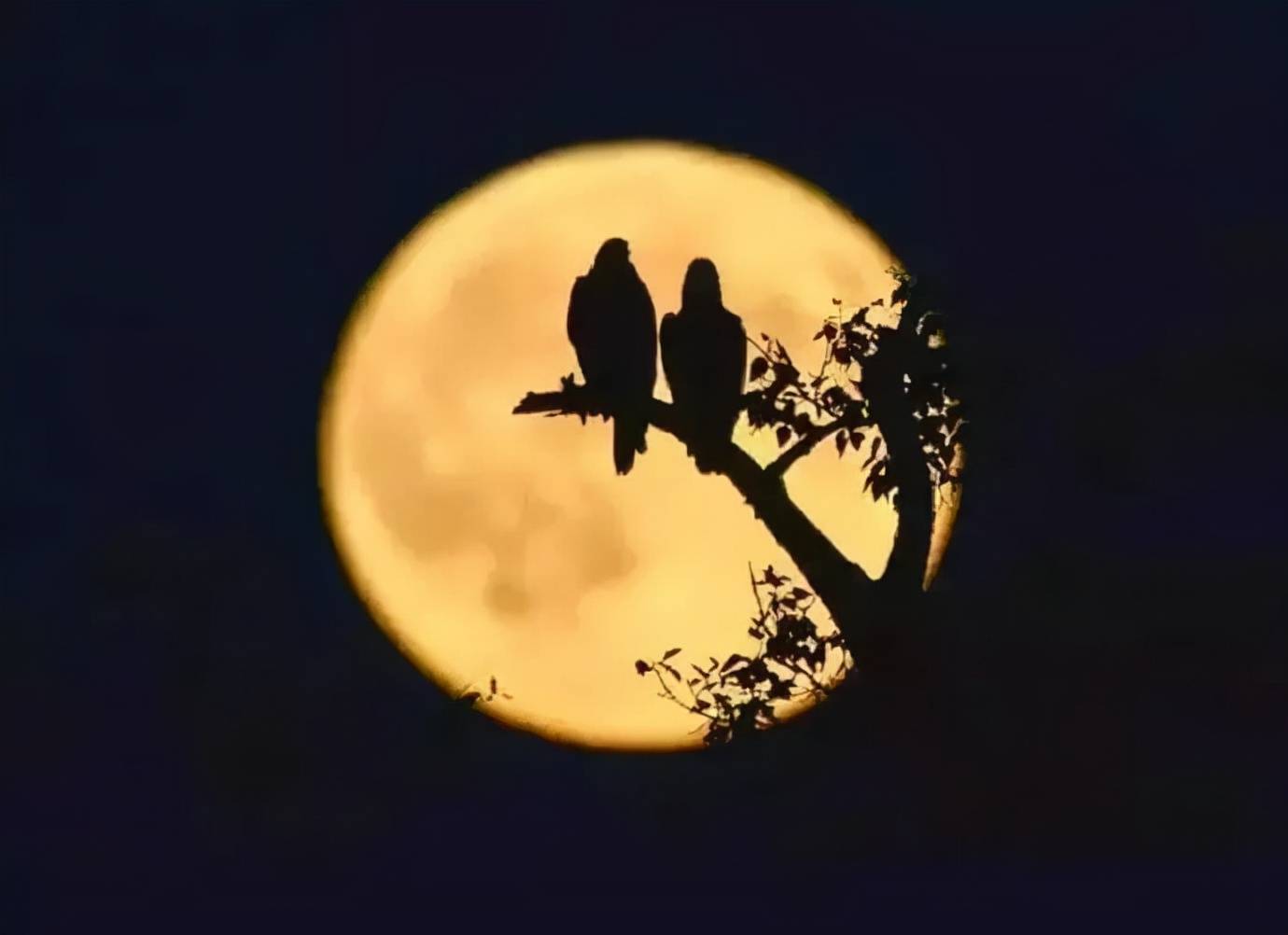 每日好诗词|青山一线欲缝天,圆月为谁圆_杨胜利