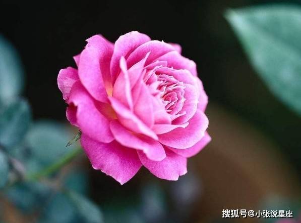 补充|总是健忘的三生肖，总是忘事，思考问题不周到