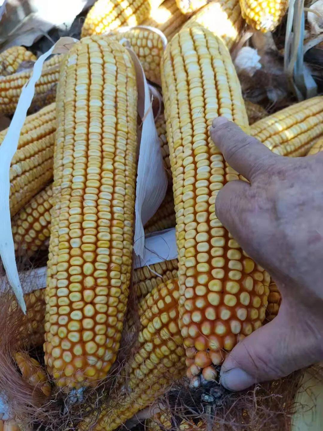 东北玉米开始涨价?最新预测赶紧查收!