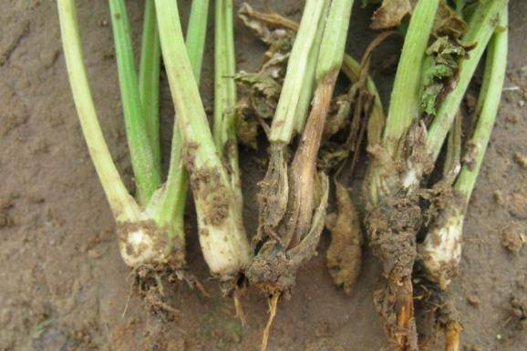 香菜怎么保存不黄叶不烂 da3a6943bb5c4ee693069e610f4c0904.jpeg