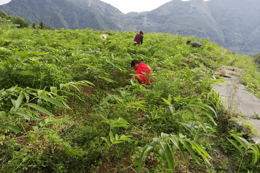 景宁县高海拔黄精大田无遮阴与稻草覆盖种植成效显著