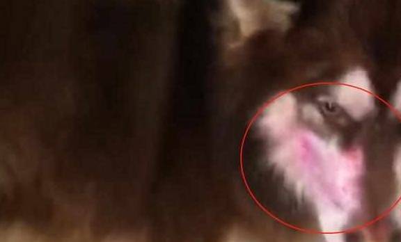 出门前让猫狗看着孩子，回来后主人看到猫狗的脸，气得脸都绿了！