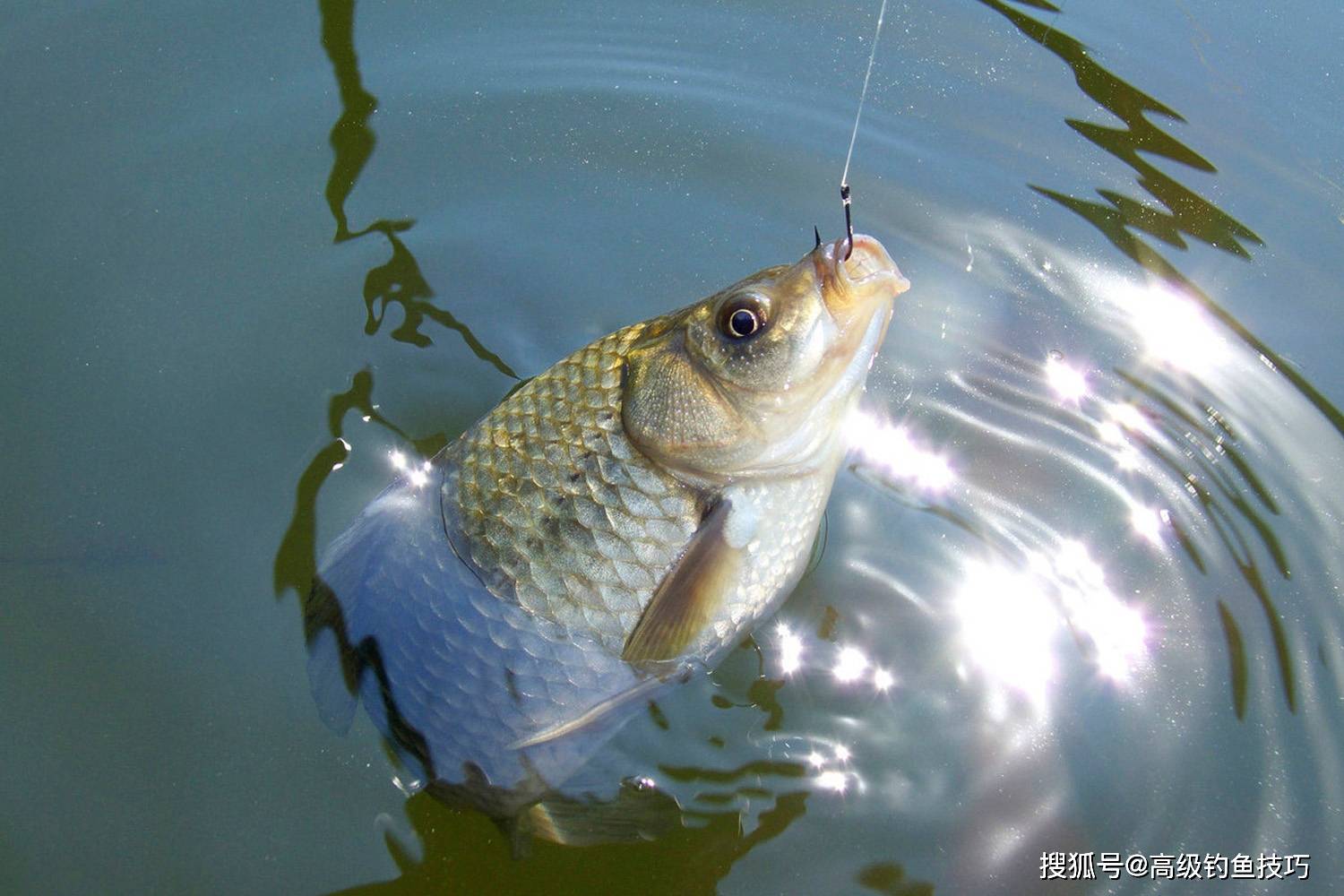 原创冬天钓鲫鱼时如何让鱼口变好?冬天钓鲫鱼非常有效的促开口技巧