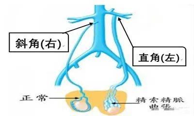 腰静脉解剖图图片