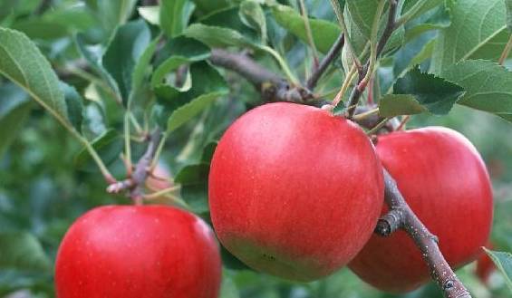 苹果加什么可以减肥效果好 77911ea66790496597479b930cd83696.jpeg