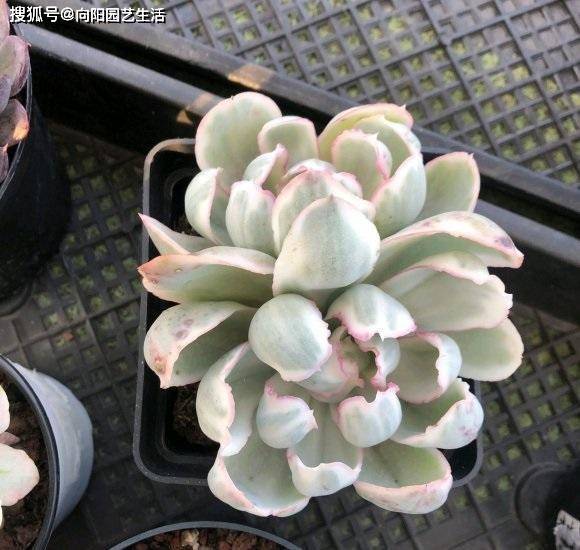 网上买多肉 带土的好 还是裸根的好 聪明人都选裸根的 花土