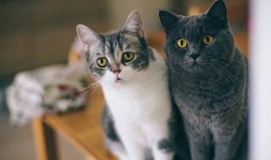 家长|每日一笑:最近减肥,我和男朋友一起吃早餐,习惯性把一半给他!