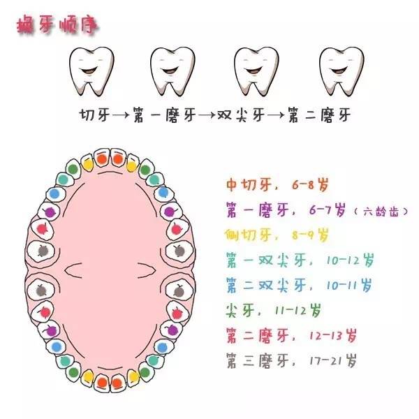 恆牙萌出順序