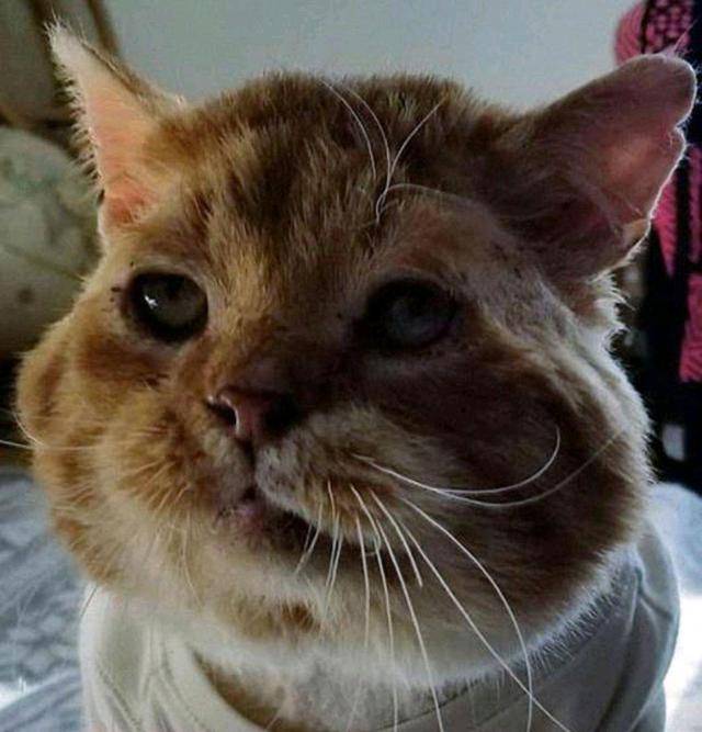 流浪猫大雪下敲窗求救,冻伤濒死才获好心人相助,猫:我快冻死了 流浪猫大雪下敲窗求救,冻伤濒死才获好心人相助,猫:我快冻死了