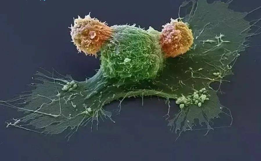 科普图片免疫细胞与癌细胞搏斗现场