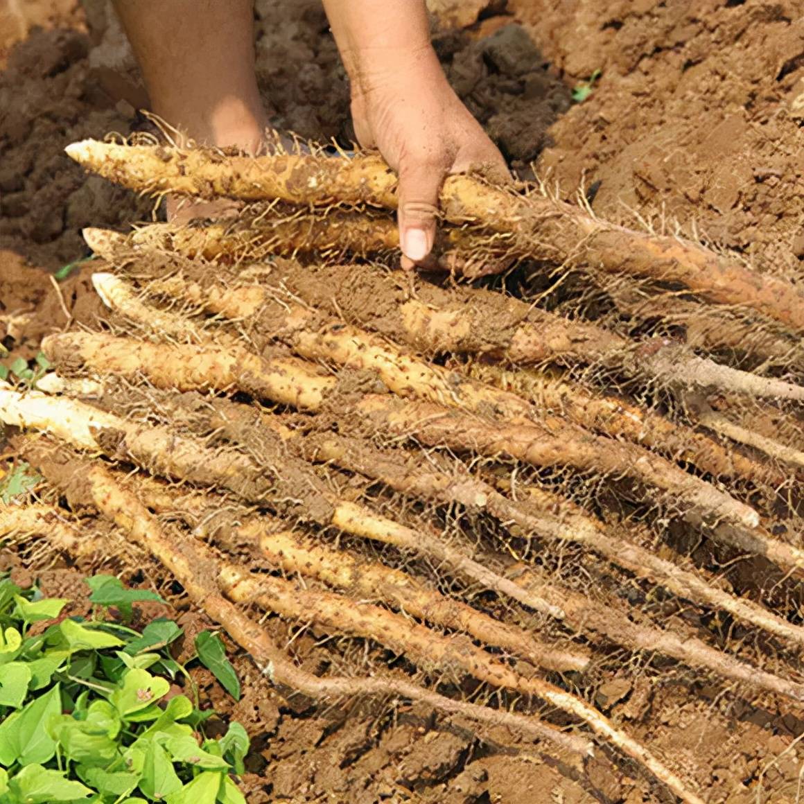 辰颐物语真正垆土铁棍山药一口粉糯香甜