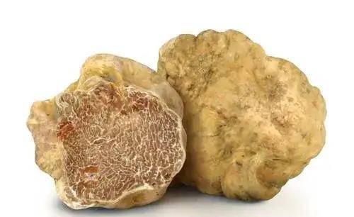 「白松安简历」原文,你吃白松露,我吃甜瓜 我们都