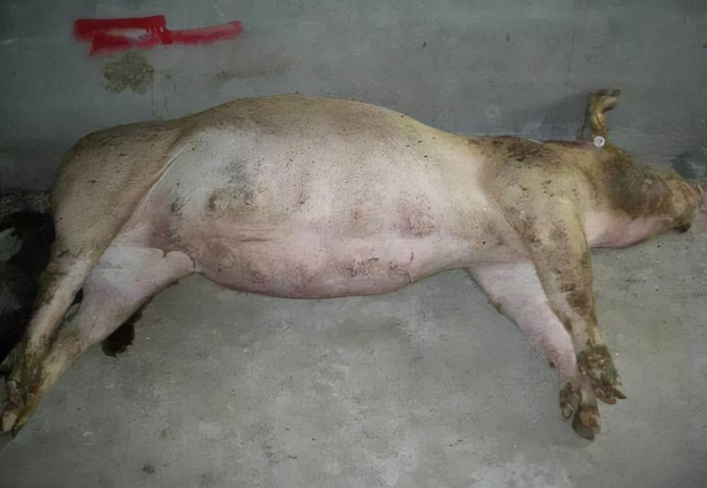 猪肚子胀怎么放气图解图片