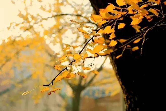 象征_寓意_梧桐树