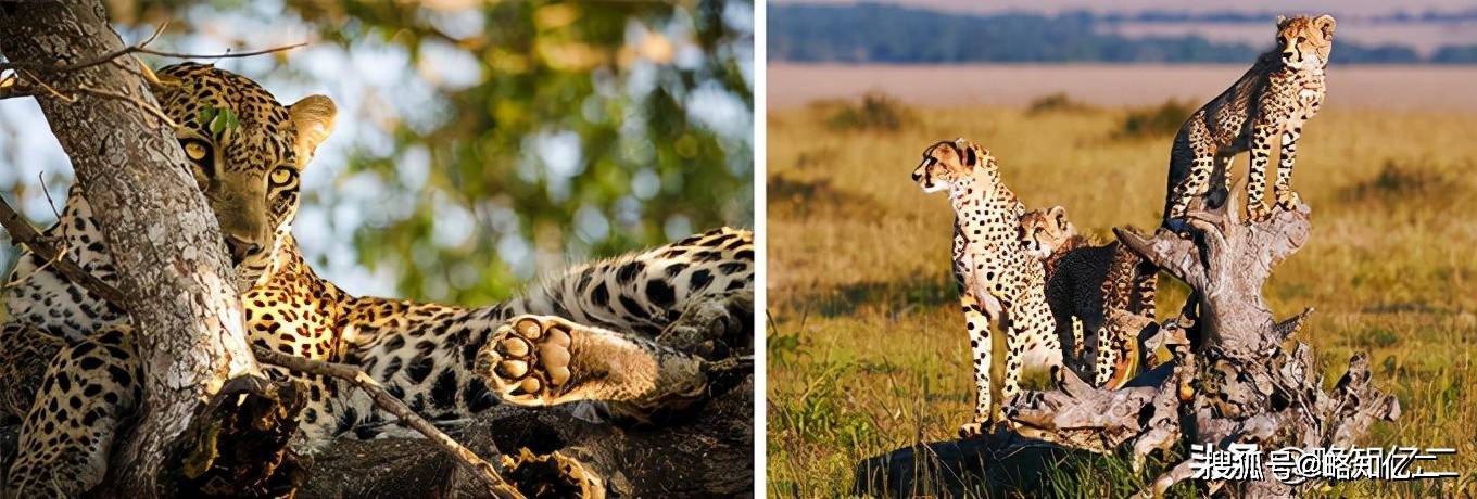 大部分时间在地面活动,偶尔也爬树,猎豹的爪子无法伸缩,不如花豹在树