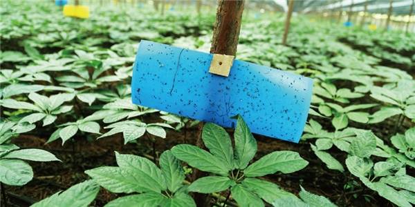 青睐|什么牌子的三七粉好?无公害养立方金三七备受青睐