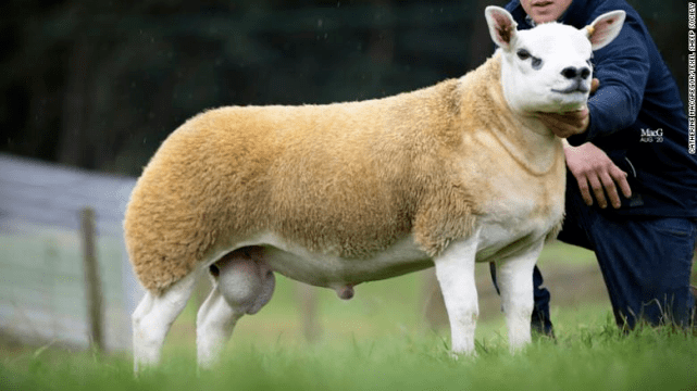 fwrc福布斯世界纪录猎奇世界上最贵的山羊