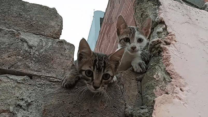 三花猫妈带娃见恩人，却意外“翻车”，2只小猫不领情，惹来邻居抱怨
