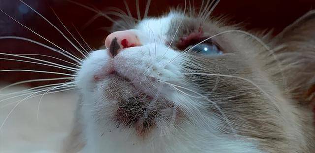 怎么给不听话的猫咪洗黑下巴 6863b2bbb16b481998520f5724627c4b.jpeg