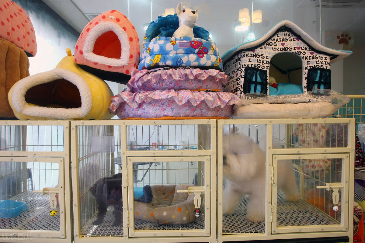 想让宠物店生意兴隆?先把屋里的异味清理干净!