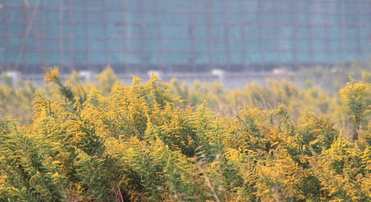 超10省发现加拿大一枝黄花！被全网通缉？能随手摘除吗？专家辟谣