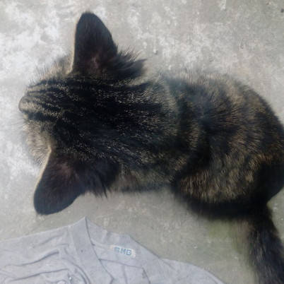 猫咪猫咪夜不归宿，第二天回来时主人气笑了，你还有脸回来