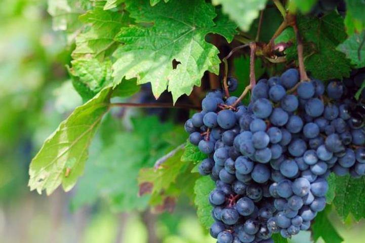 人群|聪明人夏天都吃葡萄,能养血美容,安神助眠,养胃健脾,早知早好